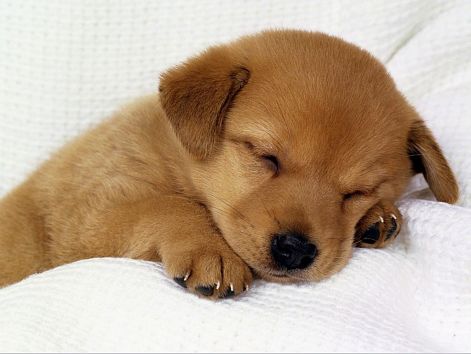 sleeping_puppy_3.jpg